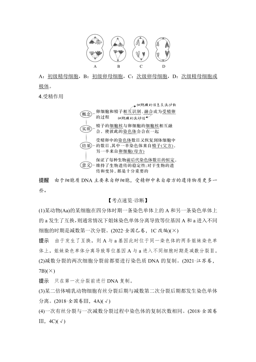 【备考2024】生物学高考一轮复习学案：第13讲　减数分裂和受精作用（含解析）