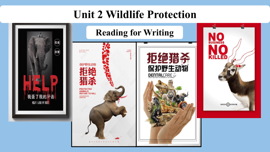 人教版（2019）  必修第二册  Unit 2 Wildlife Protection  Reading for Writing课件(共23张PPT)