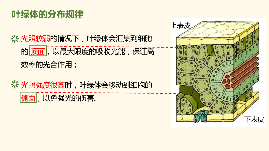 3.2.2 绿色植物光合作用的过程课件(共30张PPT)2023-2024学年高一上学期生物苏教版（2019）必修第一册