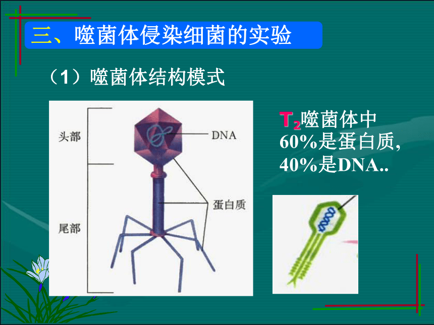 3.1DNA是主要的遗传物质课件 课件（共35张PPT）-2022-2023学年高一下学期生物人教版（2019）必修2