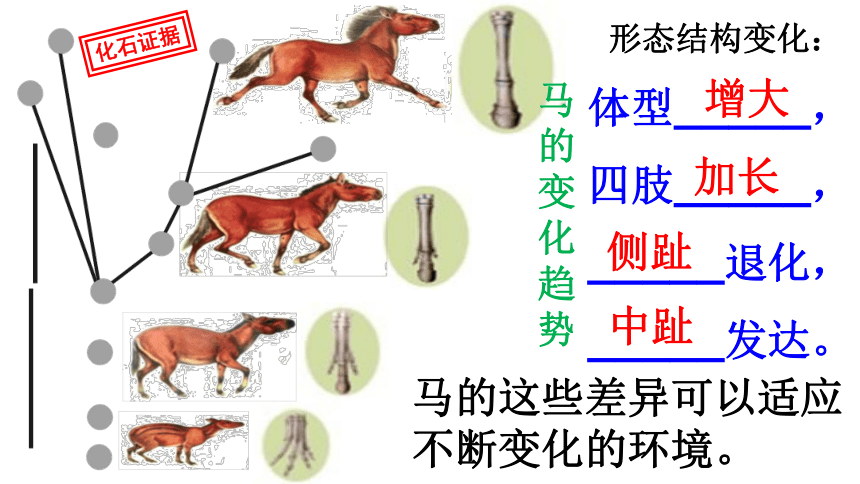 5.1.2  生物进化的证据  课件(共41张PPT)2023-2024学年济南版生物八年级下册