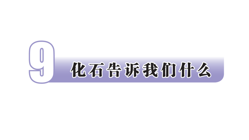 苏教版（2017版）六年级科学上册《第3单元 化石的奥秘》期末知识点回顾 课件（14张PPT）