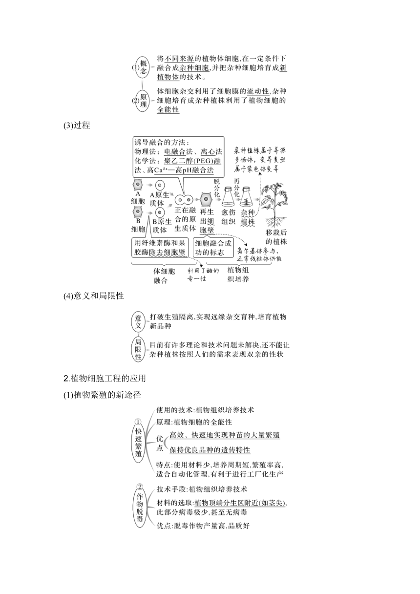 【备考2024】生物学高考一轮复习学案：第46讲　植物细胞工程（含解析）