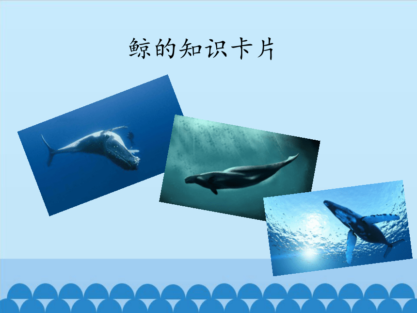 浙教版（广西）第三册 信息技术 课件 15.鲸的知识卡片 （12张幻灯片）