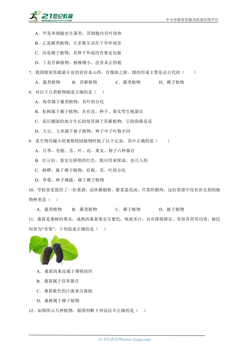 2023-2024学年初中生物济南版七年级上册期末复习专题6——绿色植物的主要类群（含解析）