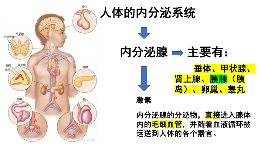 3.2人体激素调节（课件 28张PPT）