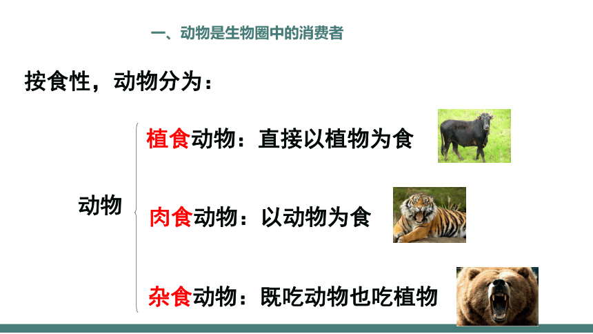 5.17.1动物在生物圈中的作用同步课件 （共22张PPT）北师大版生物八年级上册