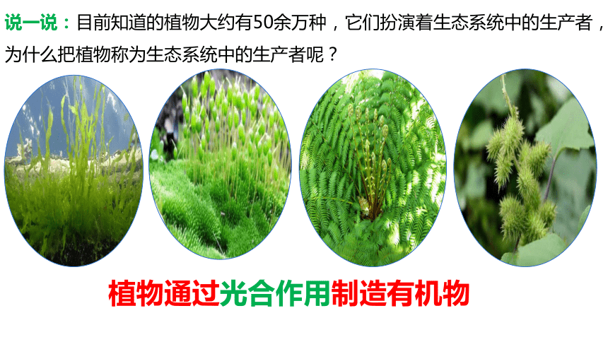 3.4 绿色植物是生物圈中有机物的制造者-2023-2024学年七年级生物上学期同步备课课件（人教版）(共20张PPT)