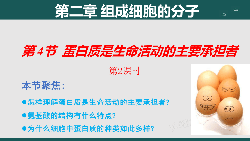 2.4 蛋白质是生命活动的主要承担者（第2课时）(共41张PPT)高一生物课件（人教版2019必修1）