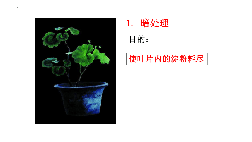 3.6.3植物光合作用的实质课件(共25张PPT) 苏教版生物七年级上册