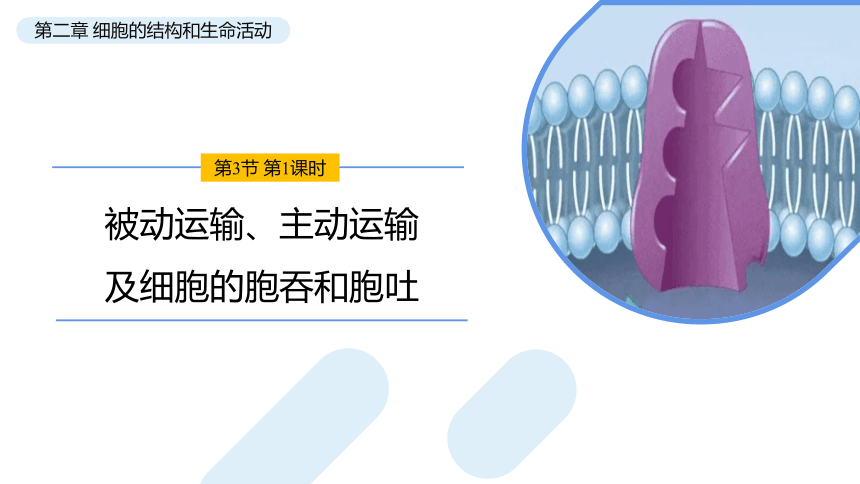 2.3.2 被动运输、主动运输及细胞的胞吞和胞吐课件(共21张PPT)2023-2024学年高一上学期生物苏教版（2019）必修第一册