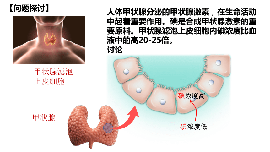 4.2 主动运输与胞吞、胞吐(共34张PPT4份视频)（课件）高一生物（人教版2019必修1）