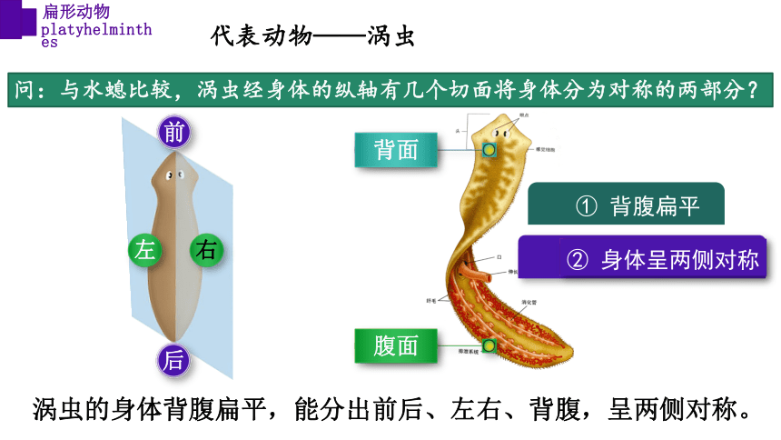 7.22.4 动物的主要类群（第一课时） 八年级生物下册 （北师大版）课件(共50张PPT)