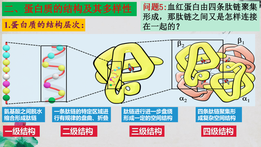 2.4 蛋白质是生命活动的主要承担者（第二课时）（42页PPT3份视频）高一生物课件（人教版2019必修1）