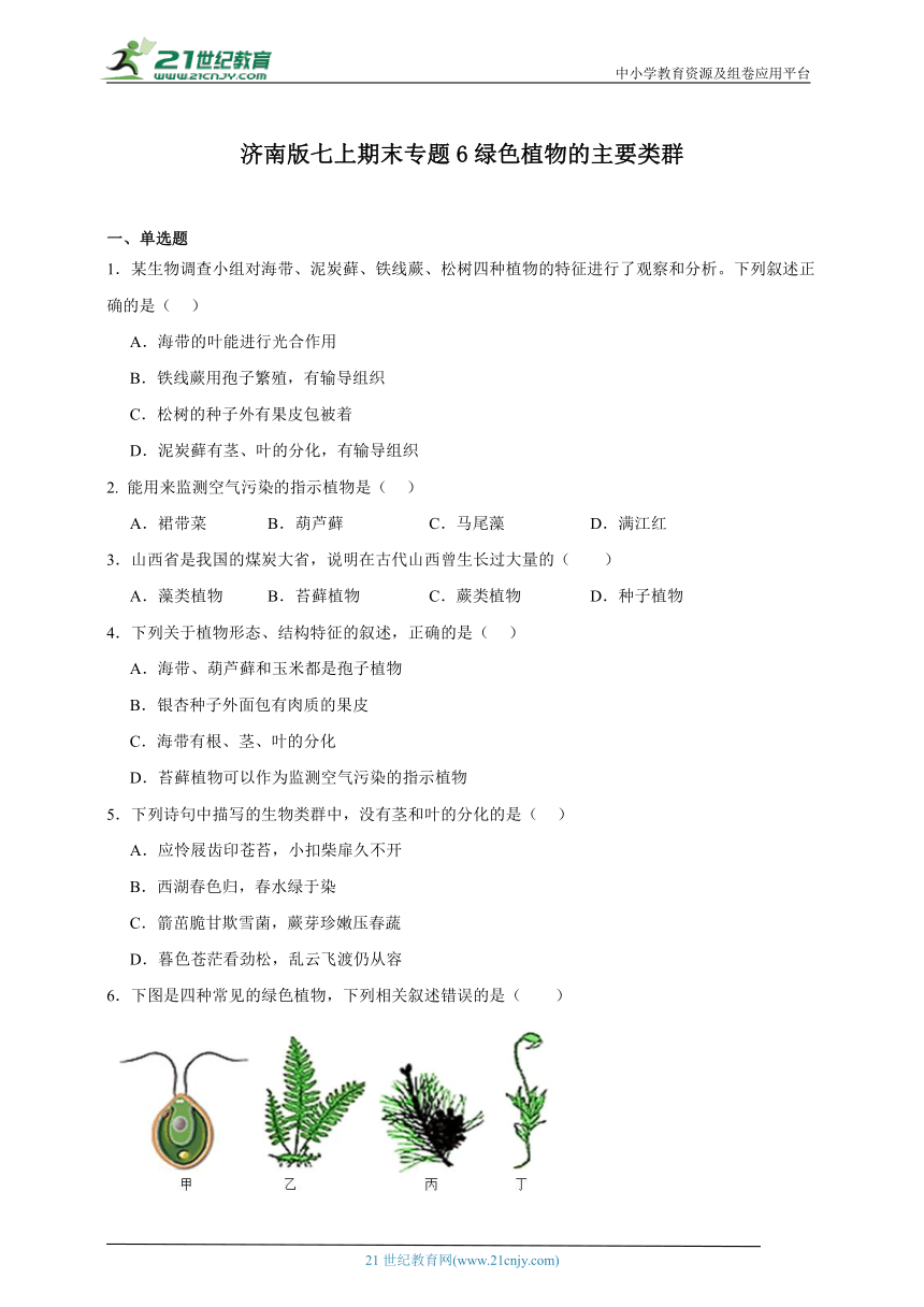 2023-2024学年初中生物济南版七年级上册期末复习专题6——绿色植物的主要类群（含解析）