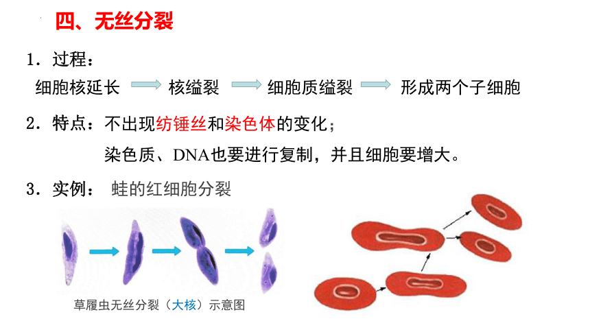 6.1 细胞的增殖第二课时课件(共24张PPT2份视频)-2023-2024学年高一上学期生物人教版（2019）必修1