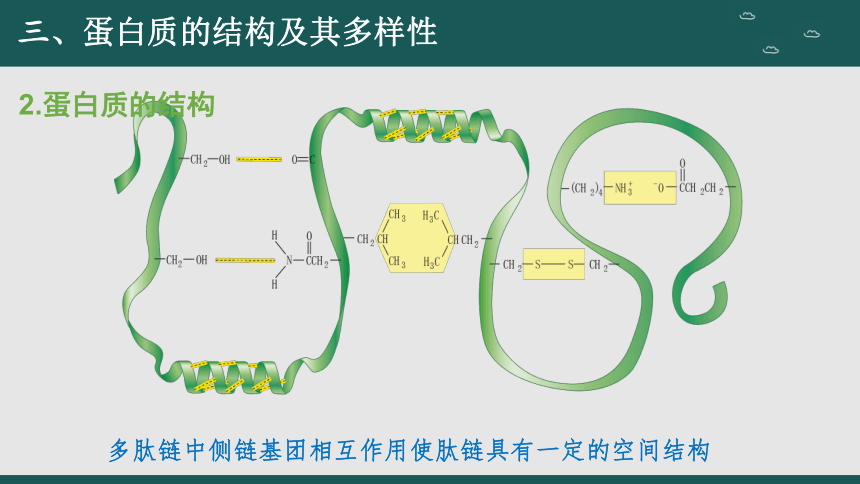 2.4 蛋白质是生命活动的主要承担者（第2课时）(共41张PPT)高一生物课件（人教版2019必修1）