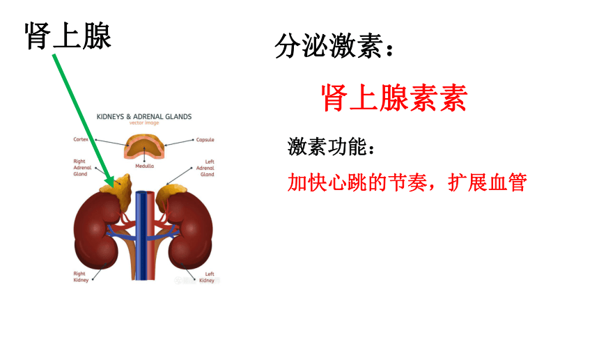 3.2人体激素调节（课件 28张PPT）