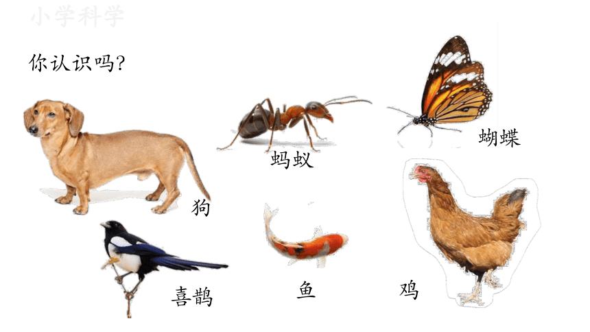 教科版（2017秋）一年级下册2.1我们知道的动物课件（15张PPT)