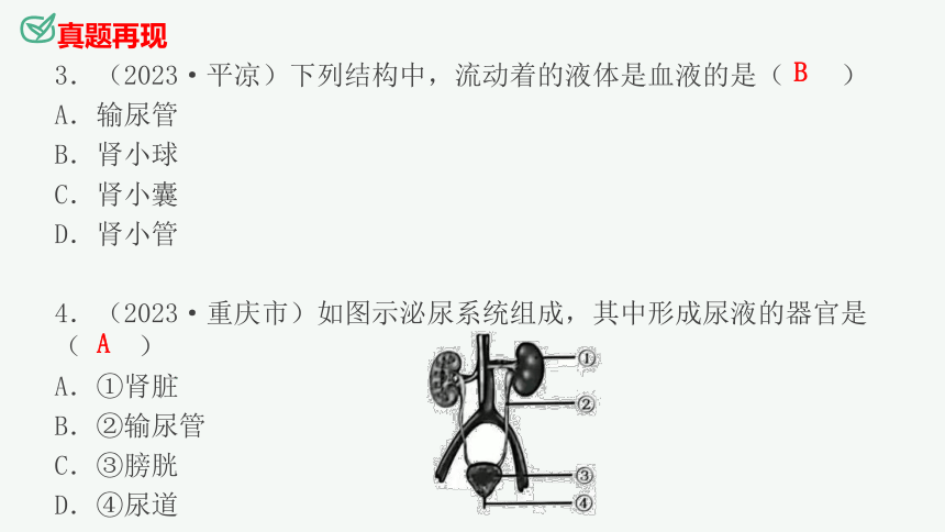 专题13 人体内废物的排出（课件精讲）-2023-2024年中考一轮复习精讲精练（全国通用）(共23张PPT)