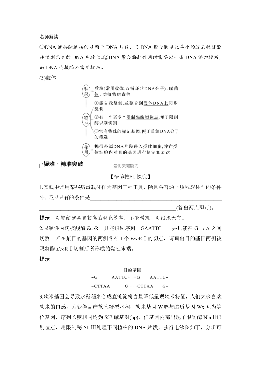 【备考2024】生物学高考一轮复习学案：第49讲　基因工程的基本工具和基本操作程序（含解析）