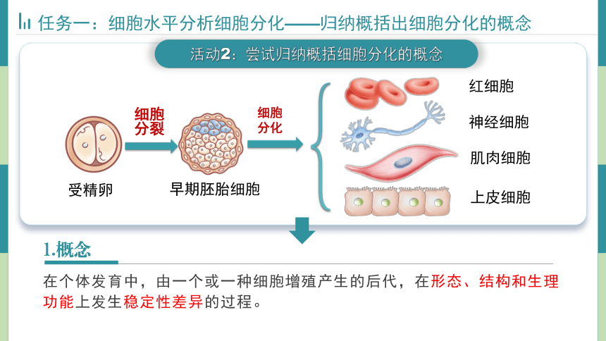 6.2细胞的分化课件(共32张PPT)2023-2024学年高一上学期生物人教版必修1