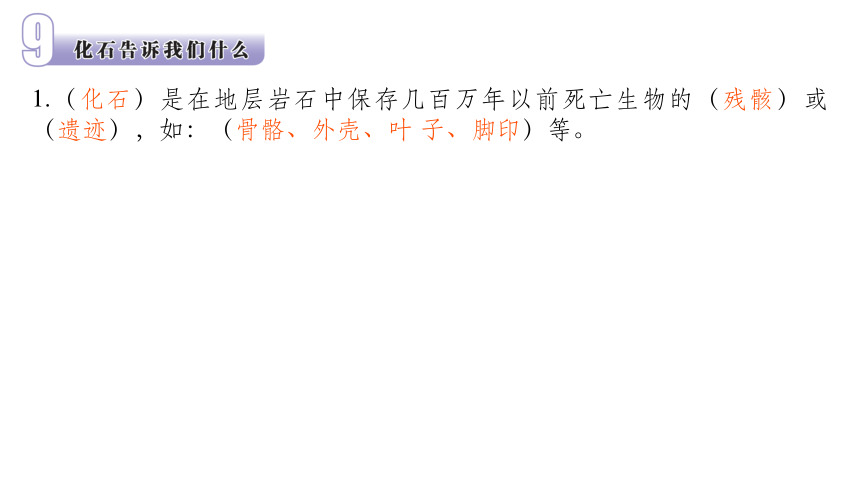 苏教版（2017版）六年级科学上册《第3单元 化石的奥秘》期末知识点回顾 课件（14张PPT）