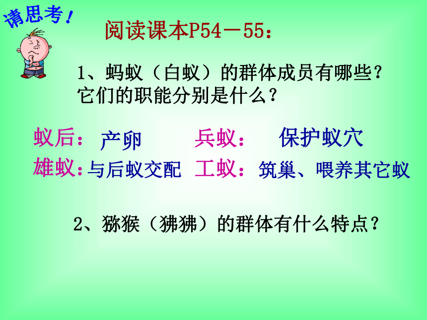 5.2.3 社会行为 教学课件（共18张PPT）人教版 八年级上册