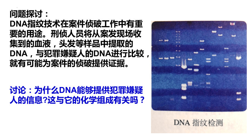2.5 核酸是遗传信息的携带者(共19张PPT)-高一生物课件（人教版2019必修1）