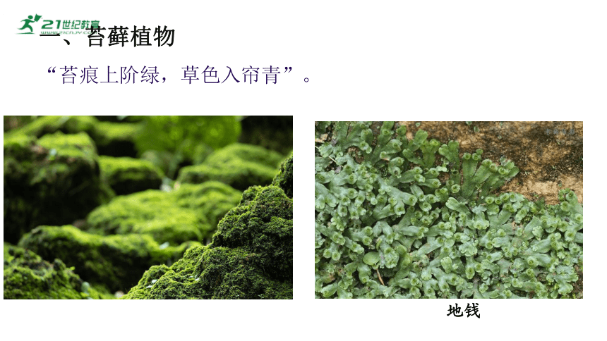 7.22.3植物的主要类群（第一课时） 八年级生物下册 （北师大版）课件(共25张PPT)