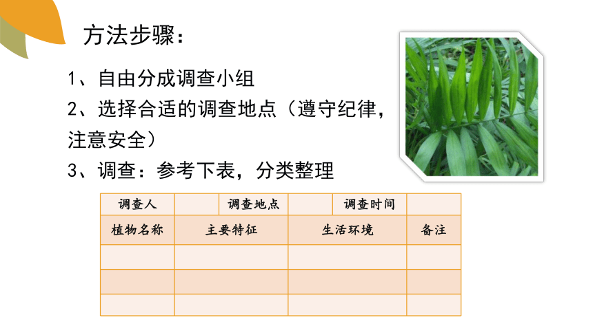 2.1.1 绿色植物的主要类群（第2课时） 课件 (共25张PPT) 2023--2024学年济南版生物七年级上册