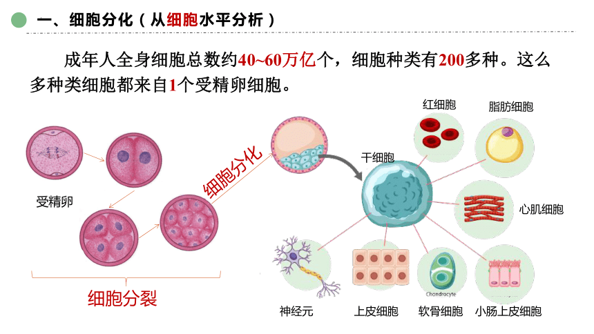6.2  细胞的分化(共40张PPT)-高一生物课件（2019人教版必修1）