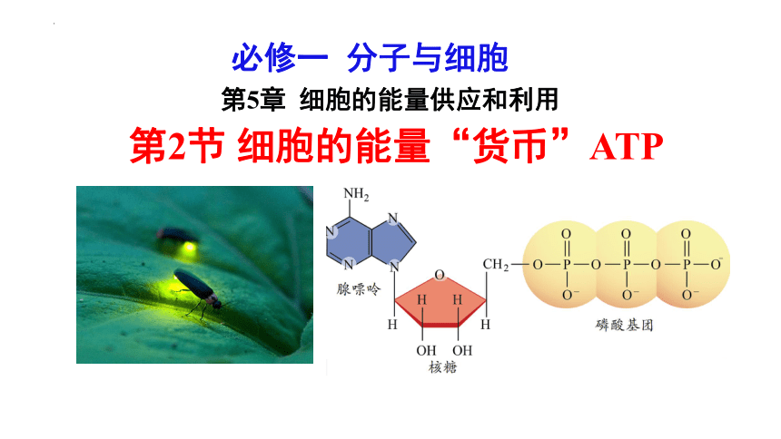 5.2 细胞的能量“货币”ATP(共22张PPT2份视频)-高一生物课件（2019人教版必修1）