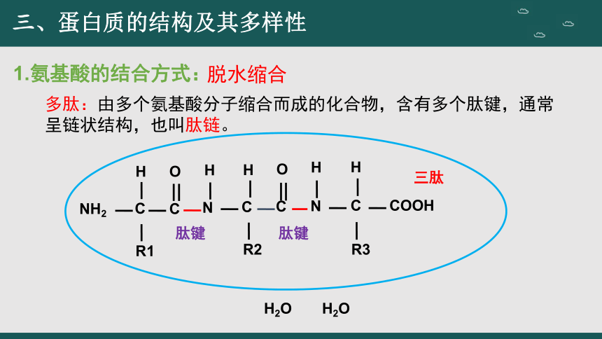 2.4 蛋白质是生命活动的主要承担者（第2课时）(共41张PPT)高一生物课件（人教版2019必修1）