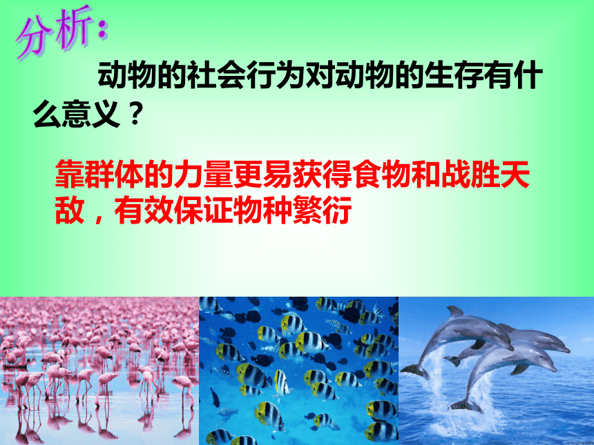 5.2.3 社会行为 教学课件（共18张PPT）人教版 八年级上册