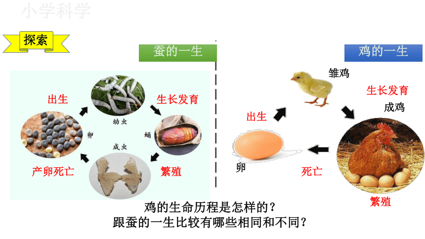 教科版（2017秋）三年级下册2.8动物的一生课件（33张PPT)