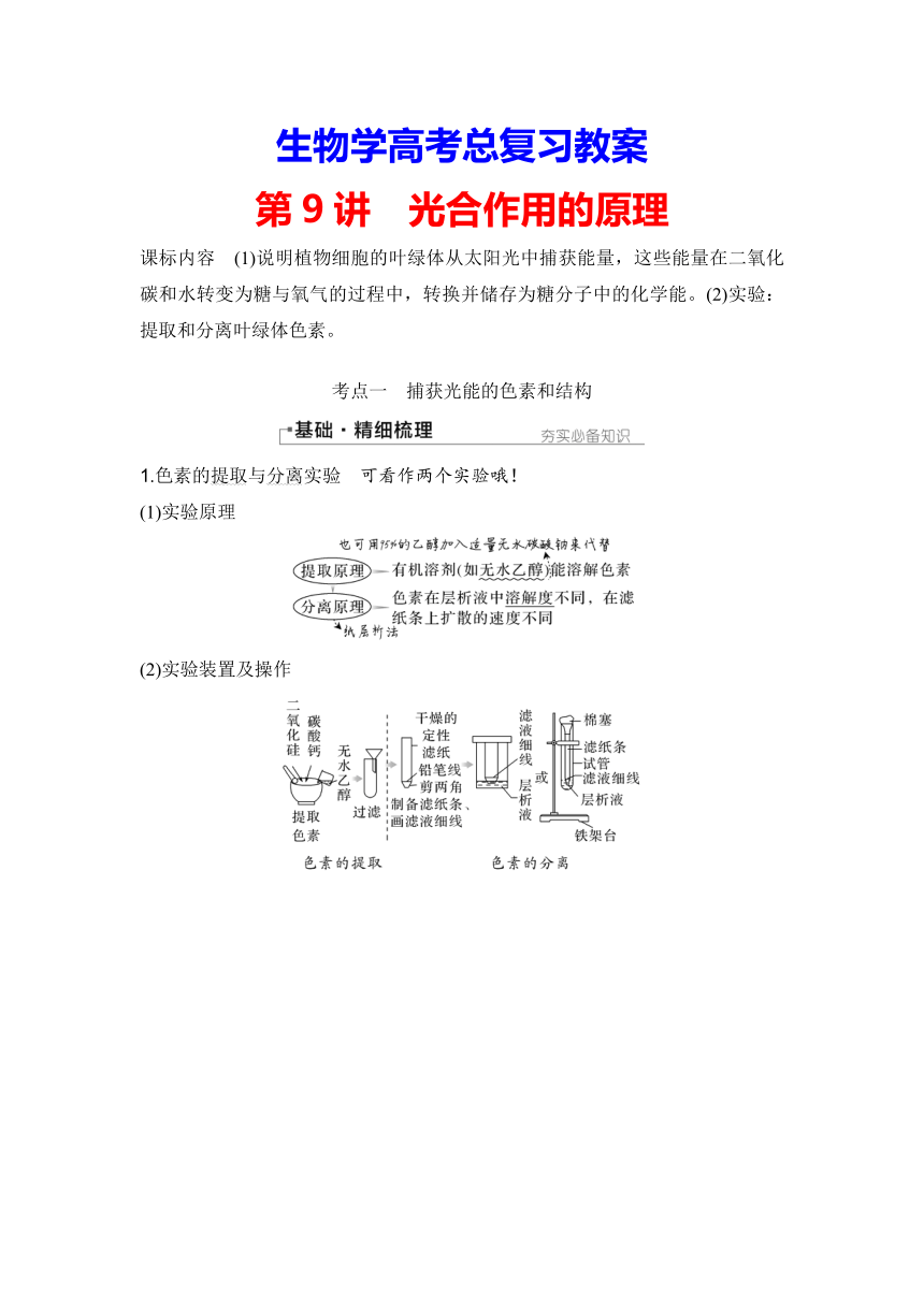 【备考2024】生物学高考一轮复习学案：第9讲　光合作用的原理（含解析）