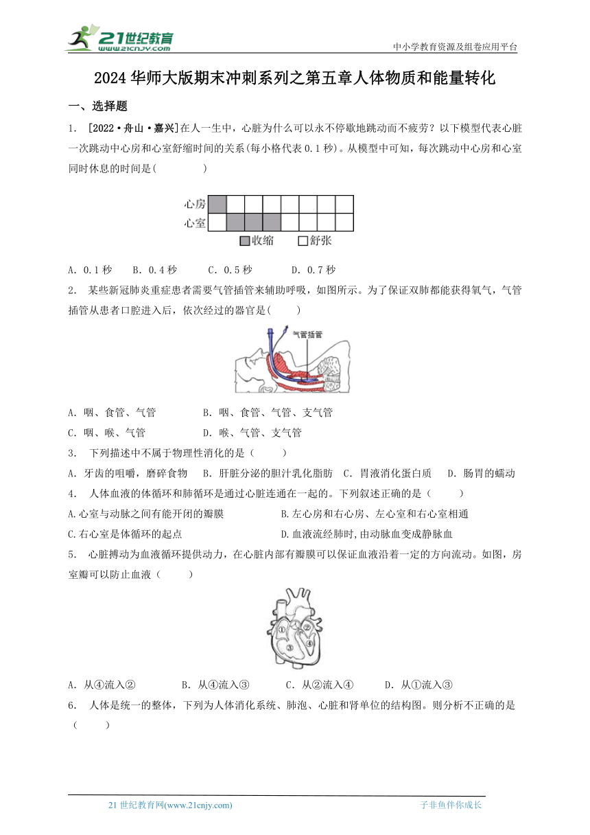 2024华师大版科学八上期末冲刺系列之第五章人体物质和能量转化（含答案）