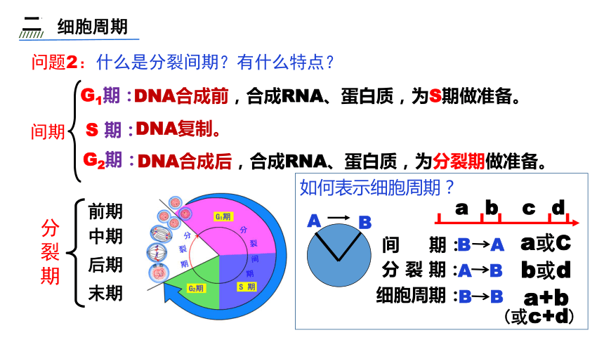 6.1细胞增殖课件 （共34张PPT）-人教版（2019）必修1