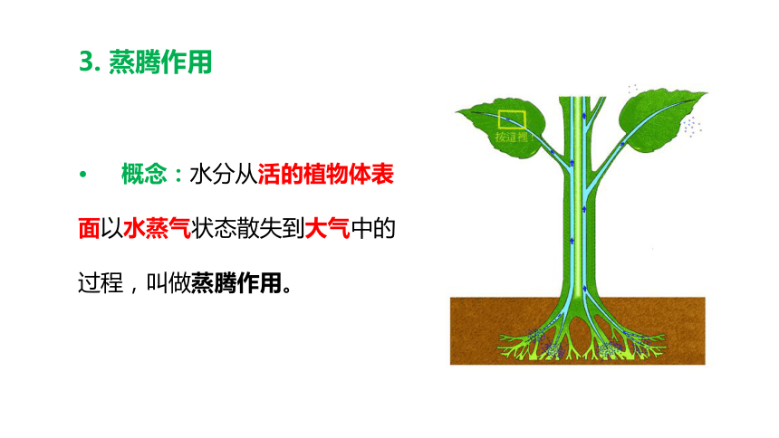 第三单元生物圈中的绿色植物—— 绿色植物的三大生理作用复习课件（共35张PPT）七年级生物上册（人教版）