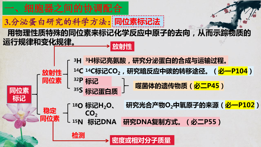 3.2 细胞器之间的分工合作（第二课时）(共42张PPT)高一生物上学期课件（人教版2019必修1）