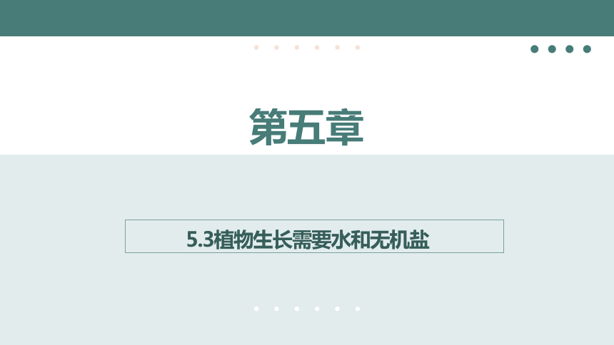 3.5.3  植物生长需要水和无机盐  课件(共16张PPT)2023-2024学年苏教版生物七年级上册