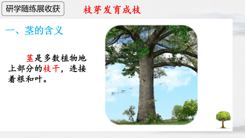 3.5.4 植物茎的输导功能课件(共27张PPT＋内嵌视频1个)2023--2024学年苏教版生物七年级上册