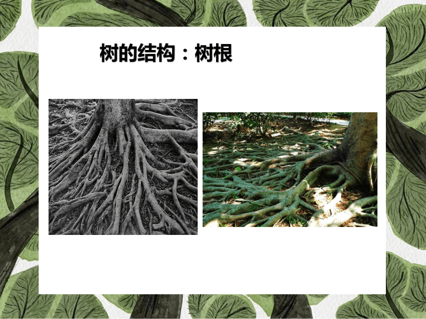 岭南版美术四年级上册13 千姿百态的树 课件 (共22张PPT)