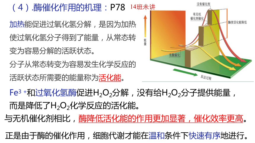 5.1降低化学反应活化能的酶课件(共41张PPT1份视频)-2023-2024学年高一上学期生物人教版（2019）必修1