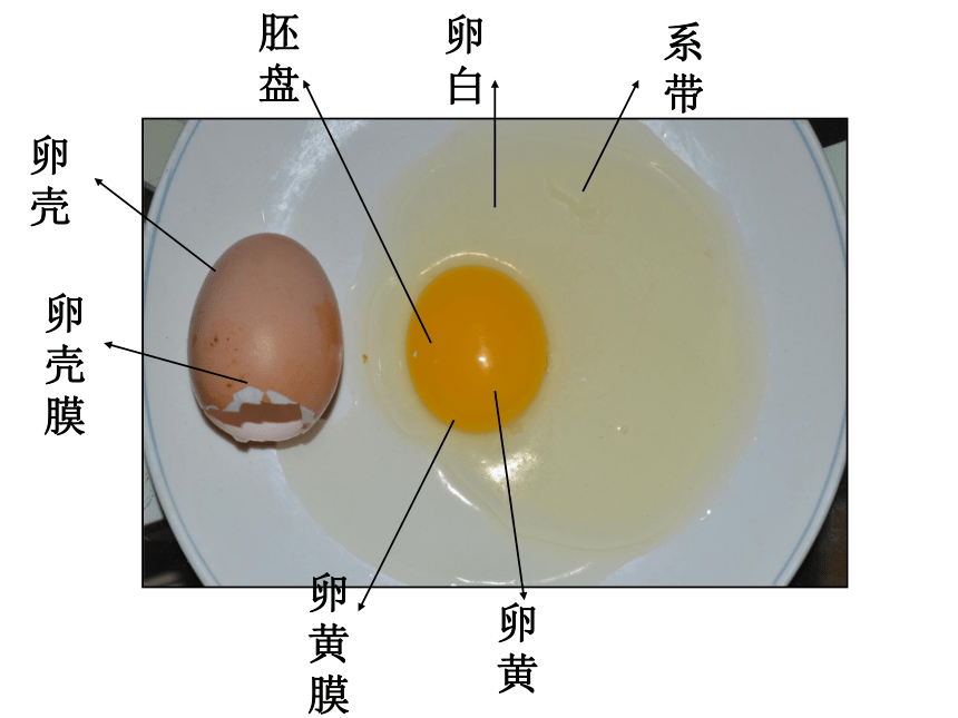 第一章 生物的生殖和发育 第四节鸟类的生殖和发育课件（21张PPT）