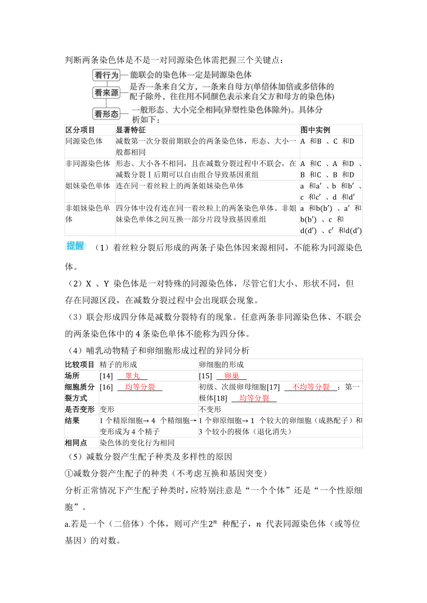 生物学高考备考学案：4-2 减数分裂和受精作用（含答案）