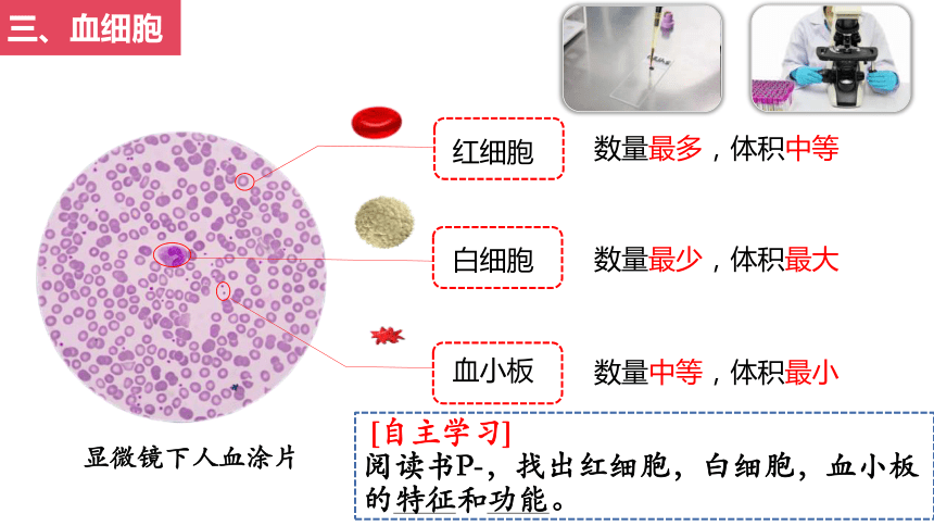 4.4.1流动的组织——血液课件（共17张PPT） 人教版生物七年级下册