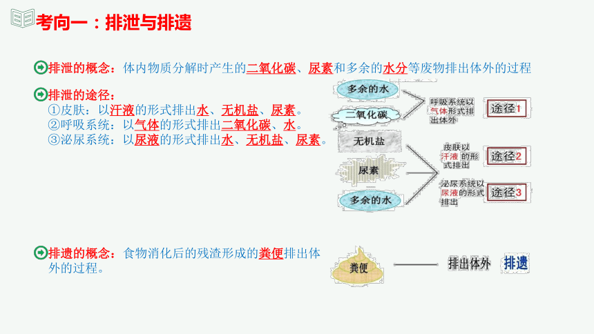 专题13 人体内废物的排出（课件精讲）-2023-2024年中考一轮复习精讲精练（全国通用）(共23张PPT)