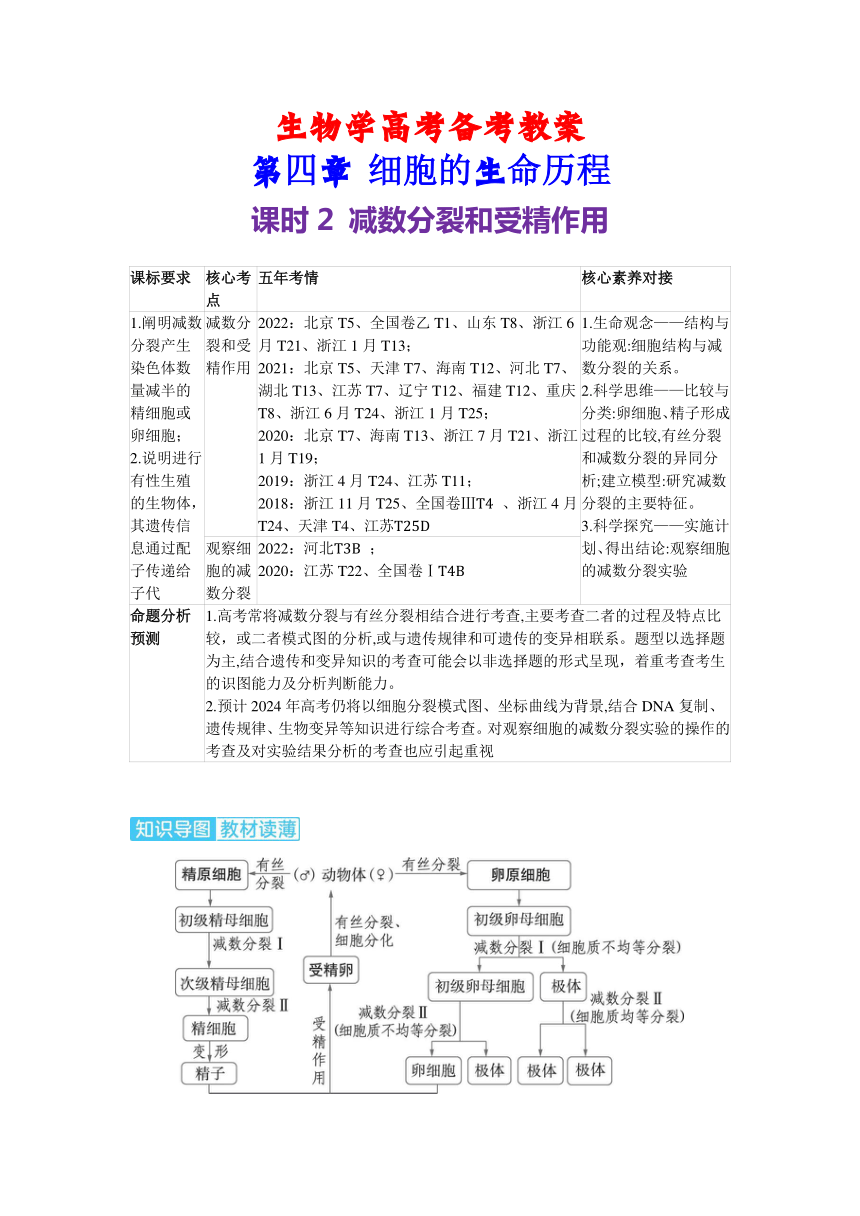 生物学高考备考学案：4-2 减数分裂和受精作用（含答案）